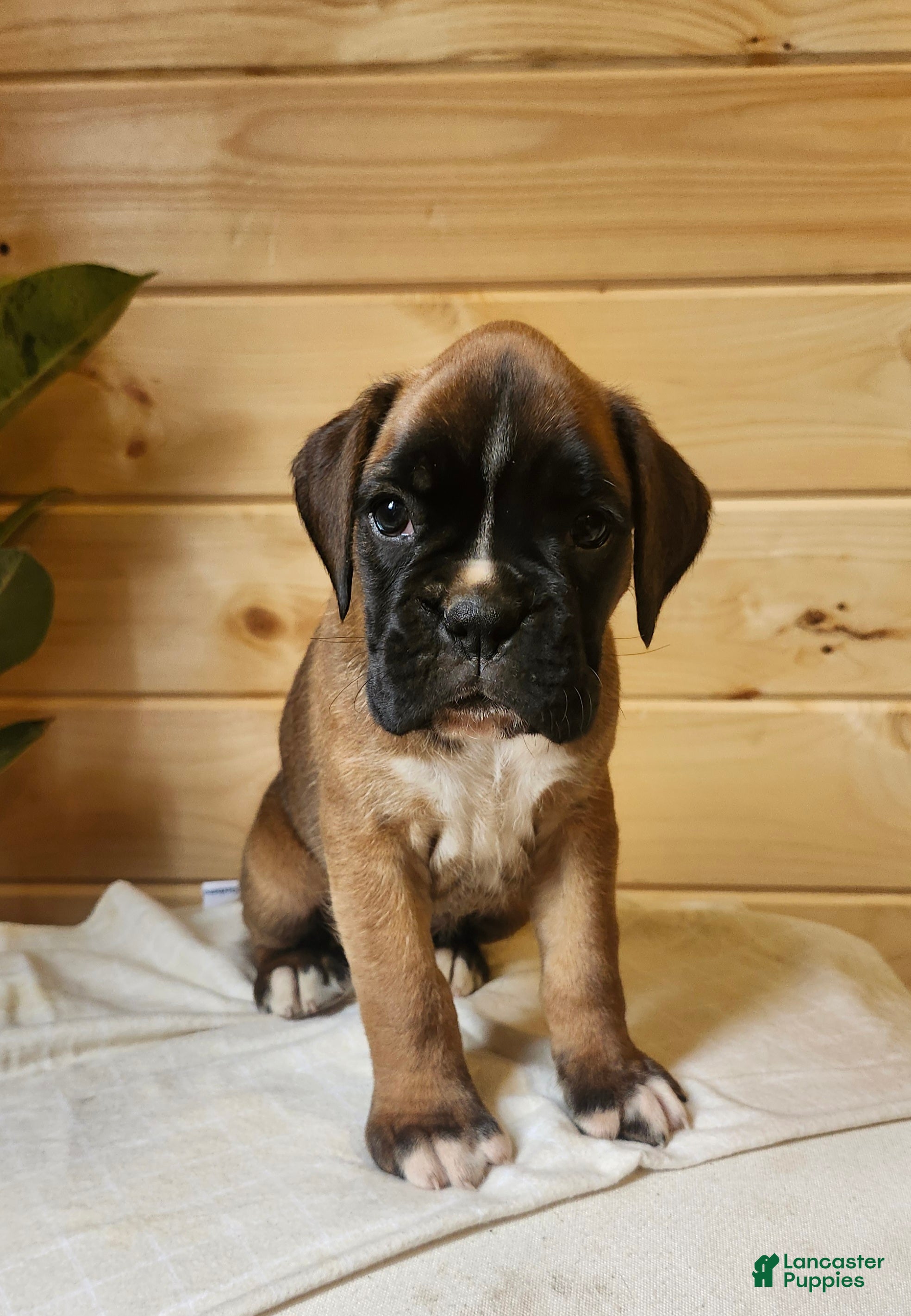 Boxer dogs Jett  - Ad 1