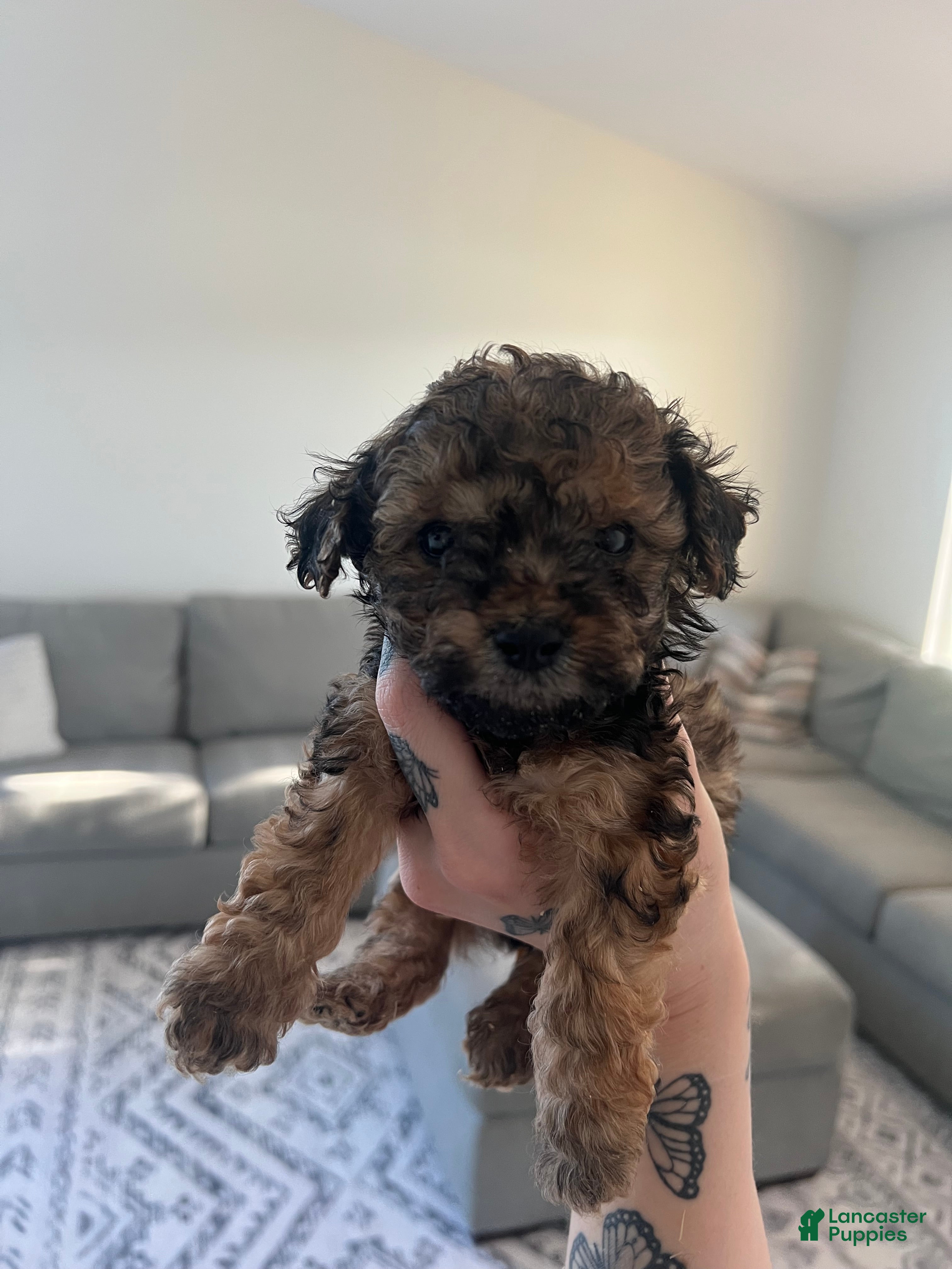 Toy Poodle dogs Toy Poodle Puppy 3 - Ad 10