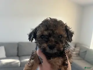 Toy Poodle dogs Toy Poodle Puppy 3 - Ad 10