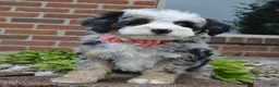 Mini Bernedoodle dogs for sale: Bella - Ad 15