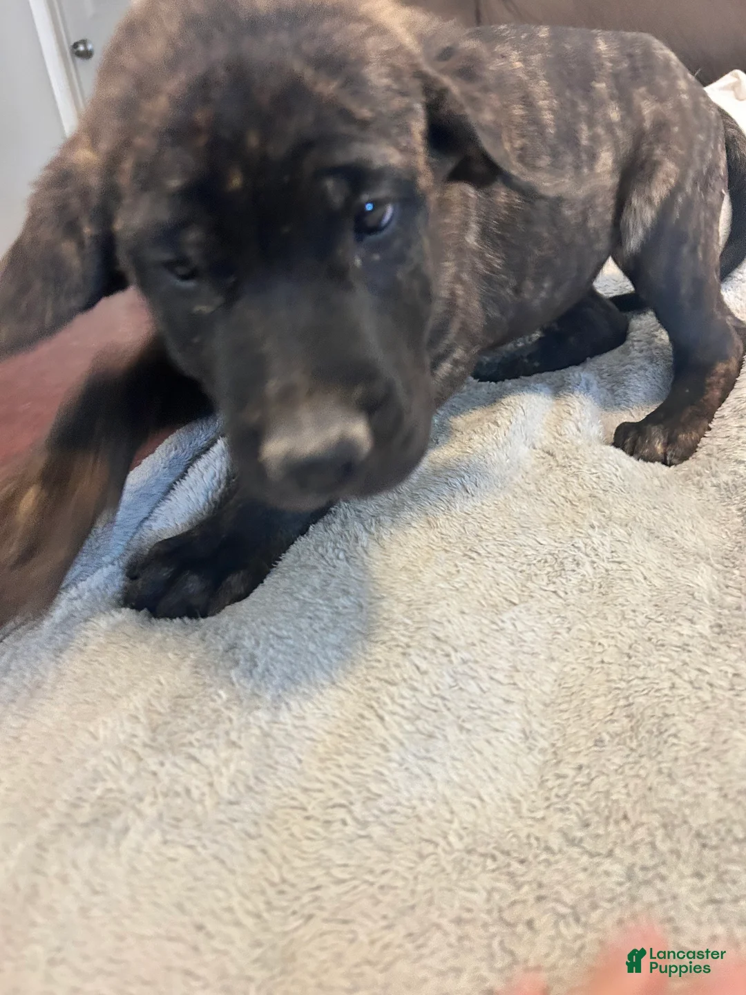 English Mastiff dogs for sale: English Mastiff 2 - Ad 1