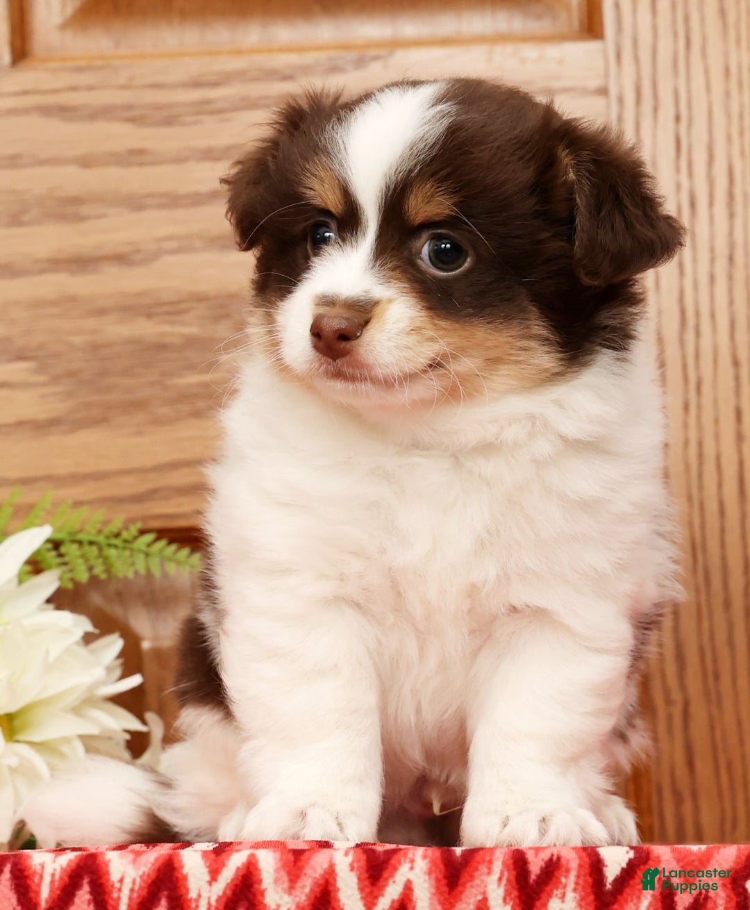 Havanese dogs for sale: Thomas - Ad 3