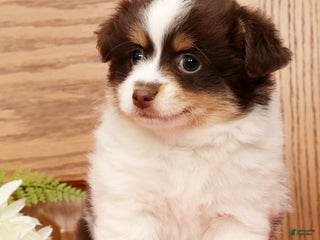 Havanese dogs Thomas - Ad 17