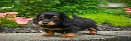 Miniature Dachshund dogs for sale: AKC-Jane - Ad 3