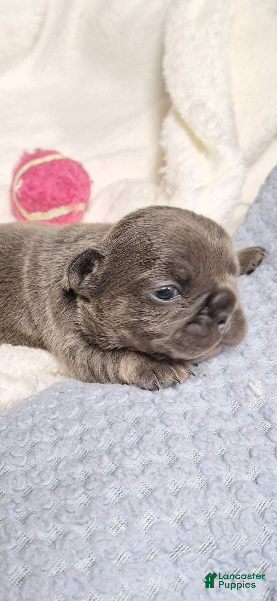 French Bulldog dogs for sale: Ms little  - Ad 1