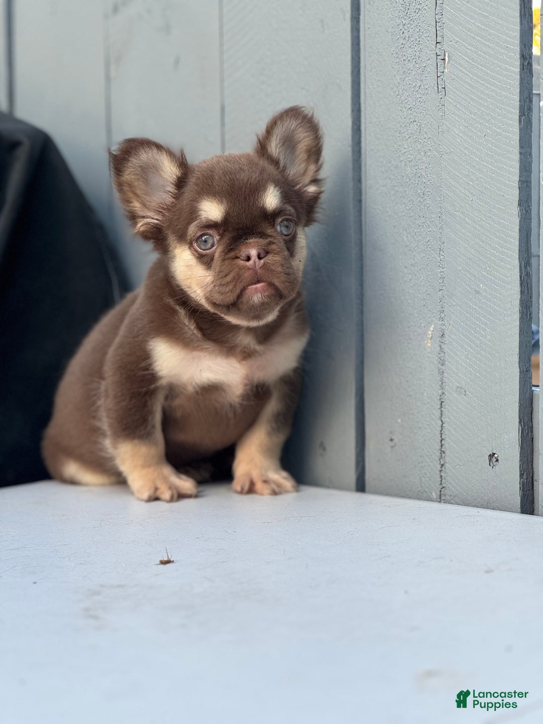French Bulldog dogs for sale: Peanut - Ad 3