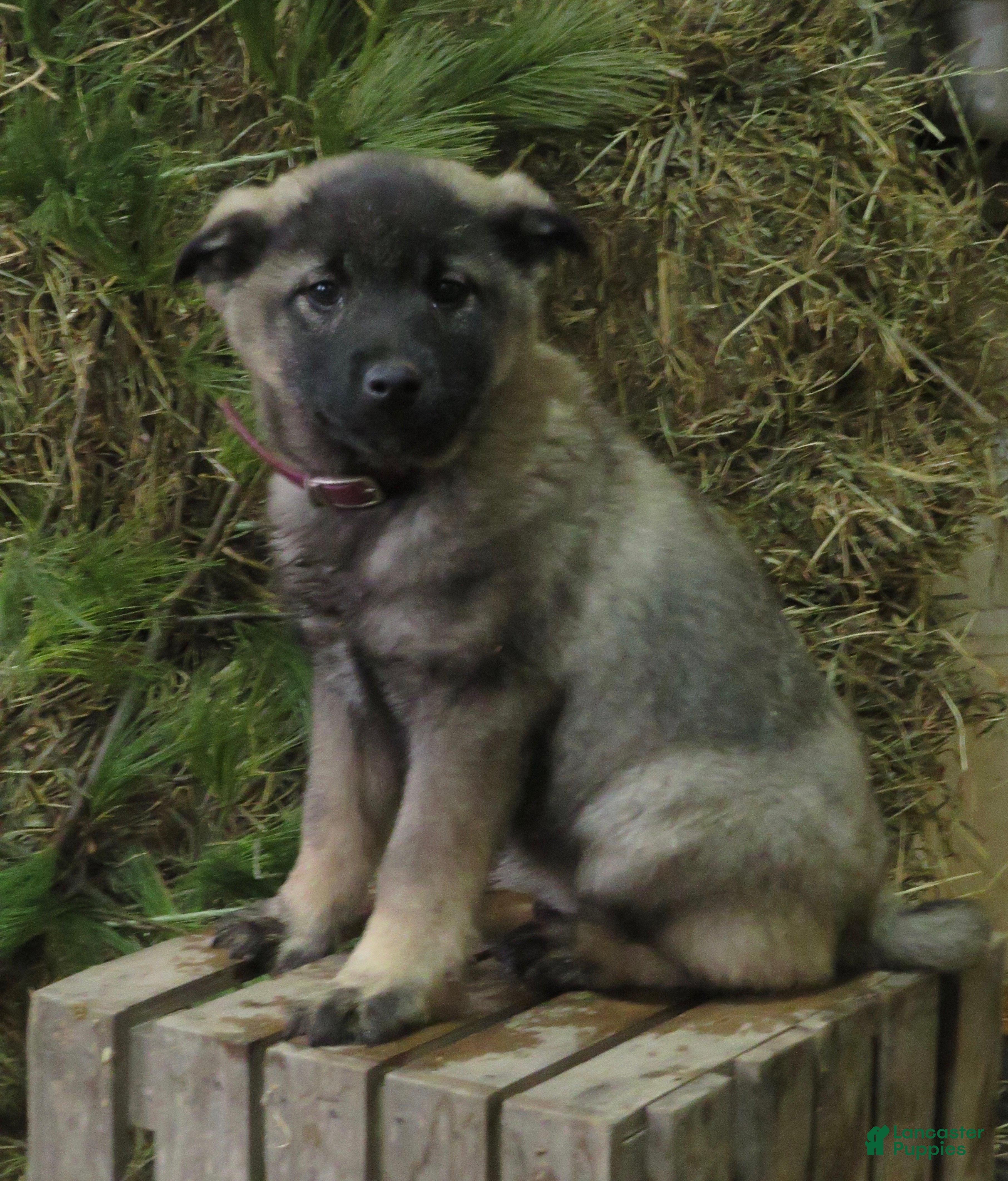 Norwegian Elkhound dogs Diamond  - Ad 19
