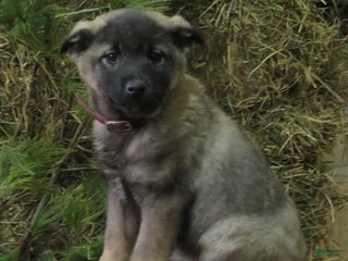 Norwegian Elkhound dogs Diamond - Ad 19