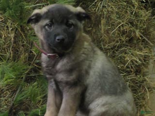 Norwegian Elkhound dogs Diamond - Ad 16