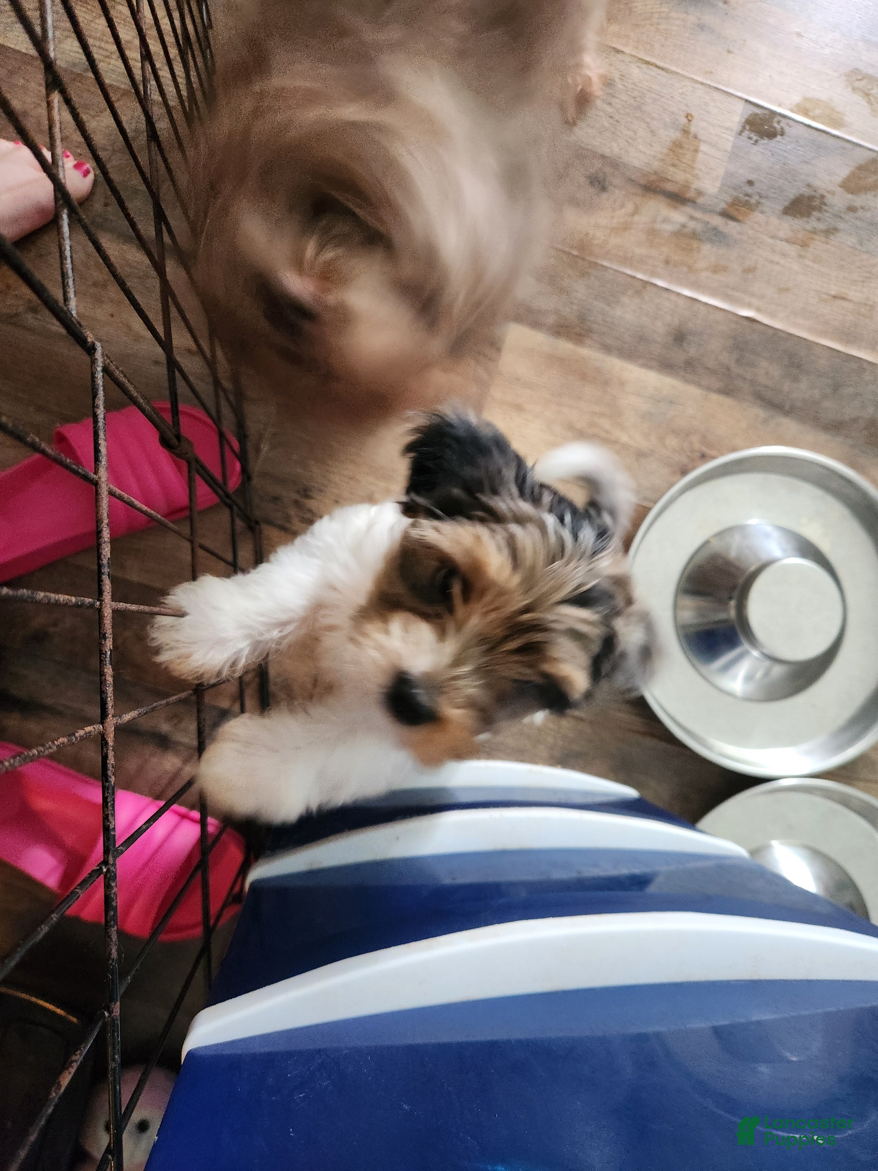 Yorkshire Terrier dogs Riley  - Ad 26