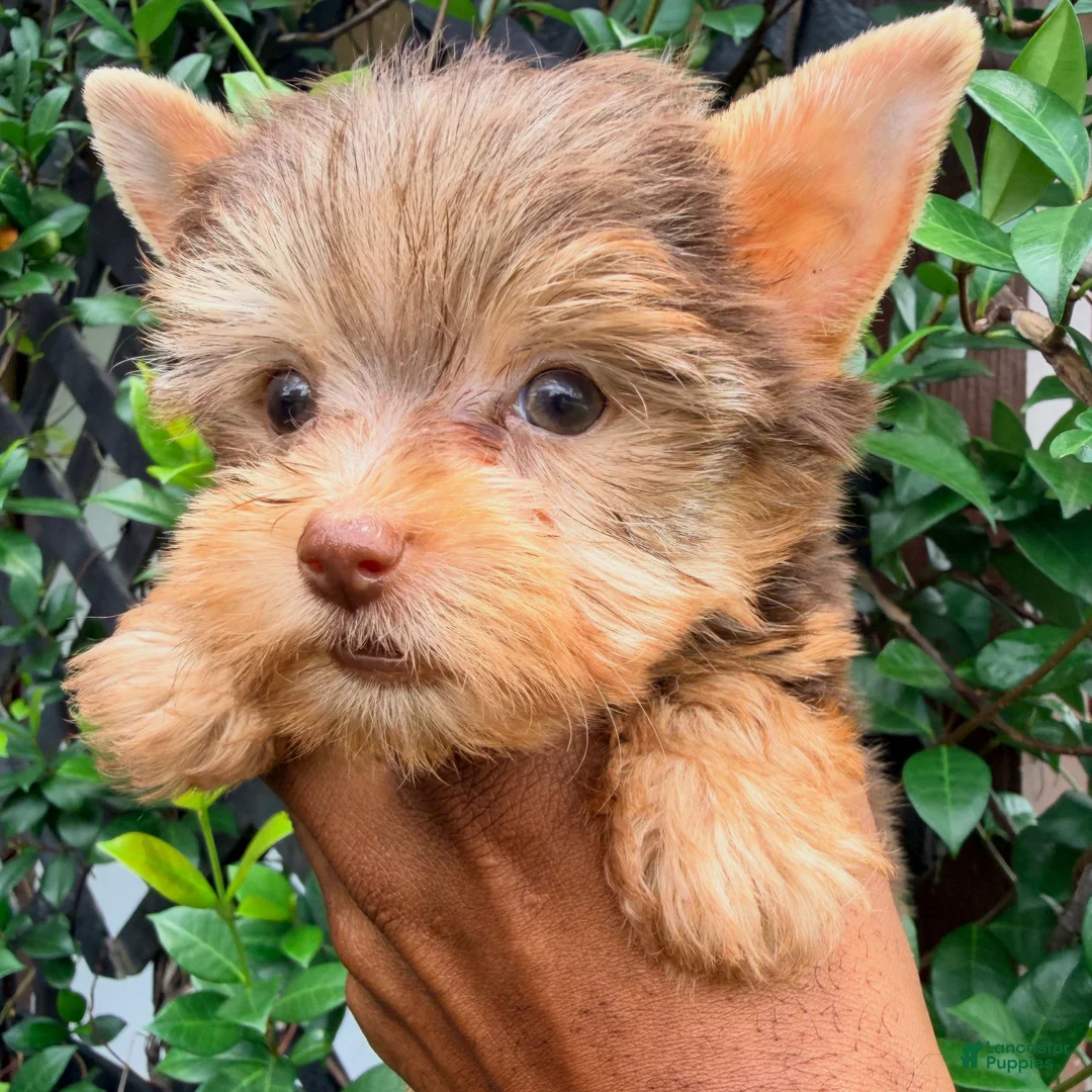 Yorkshire Terrier dogs for sale: Hershey - Ad 1