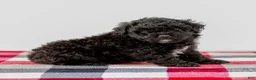 Mini Aussiedoodle dogs for sale: Chloe - Ad 5