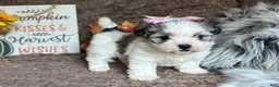 Malshi dogs for sale: Princess Aurora - Ad 3