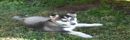 Gerberian Shepsky dogs for sale: Tracy - Ad 4