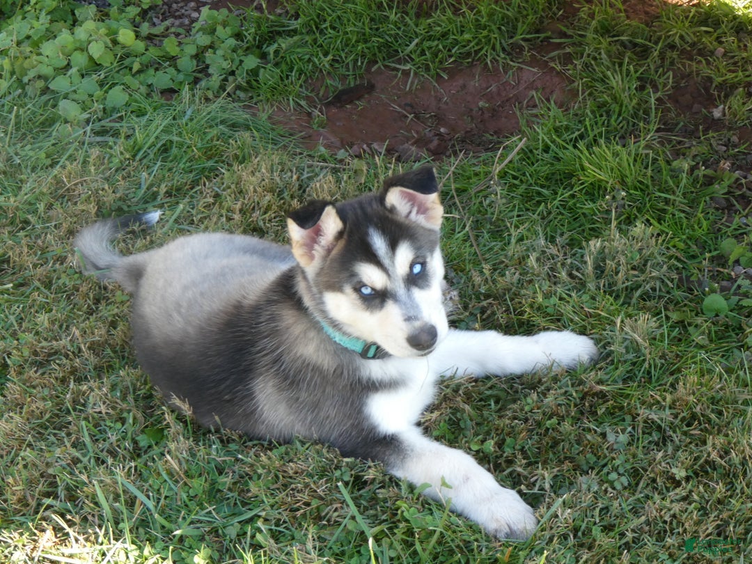 Gerberian Shepsky dogs for sale: Tracy - Ad 4