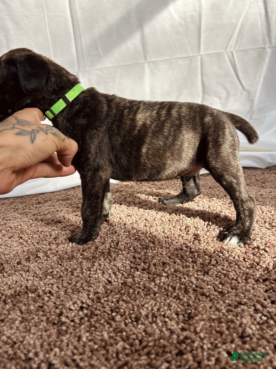 Cane Corso dogs for sale: Sven  - Ad 2
