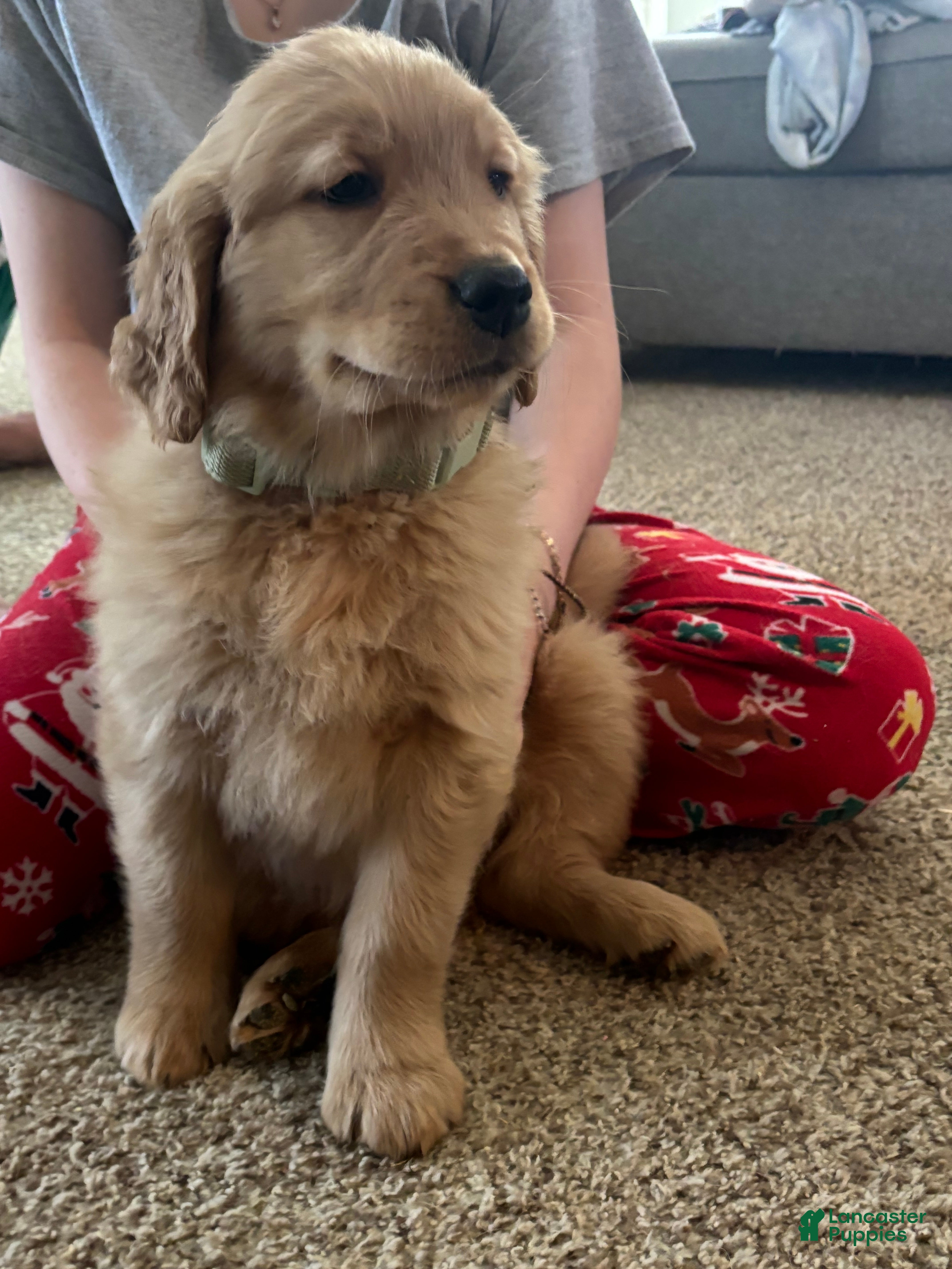 Golden Retriever dogs Neon green male - Ad 6