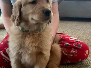 Golden Retriever dogs Neon green male - Ad 6