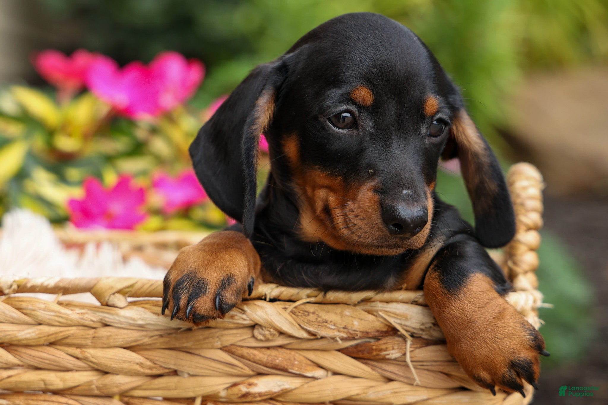 Miniature Dachshund dogs Iggy🐶  - Ad 1