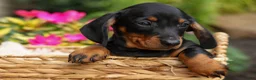Miniature Dachshund dogs for sale: Iggy🐶  - Ad 1