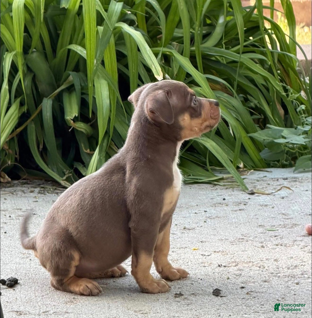 American Bully dogs American Bully Puppy 5 - Ad 2