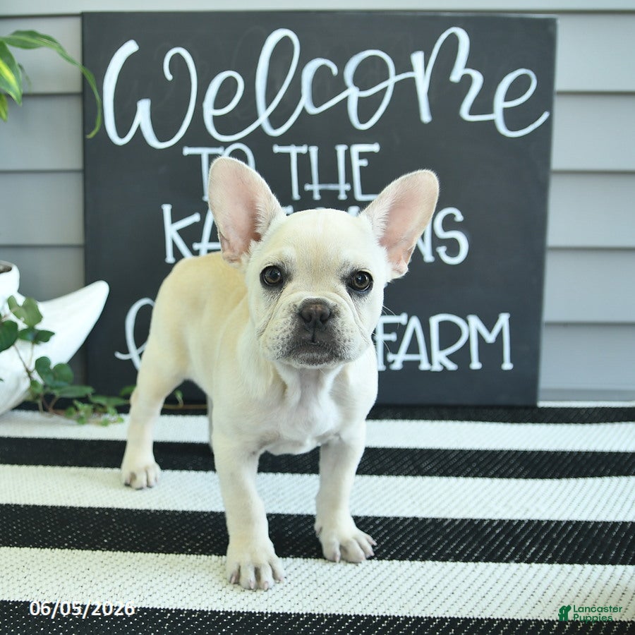 French Bulldog dogs Flavielle - Ad 2