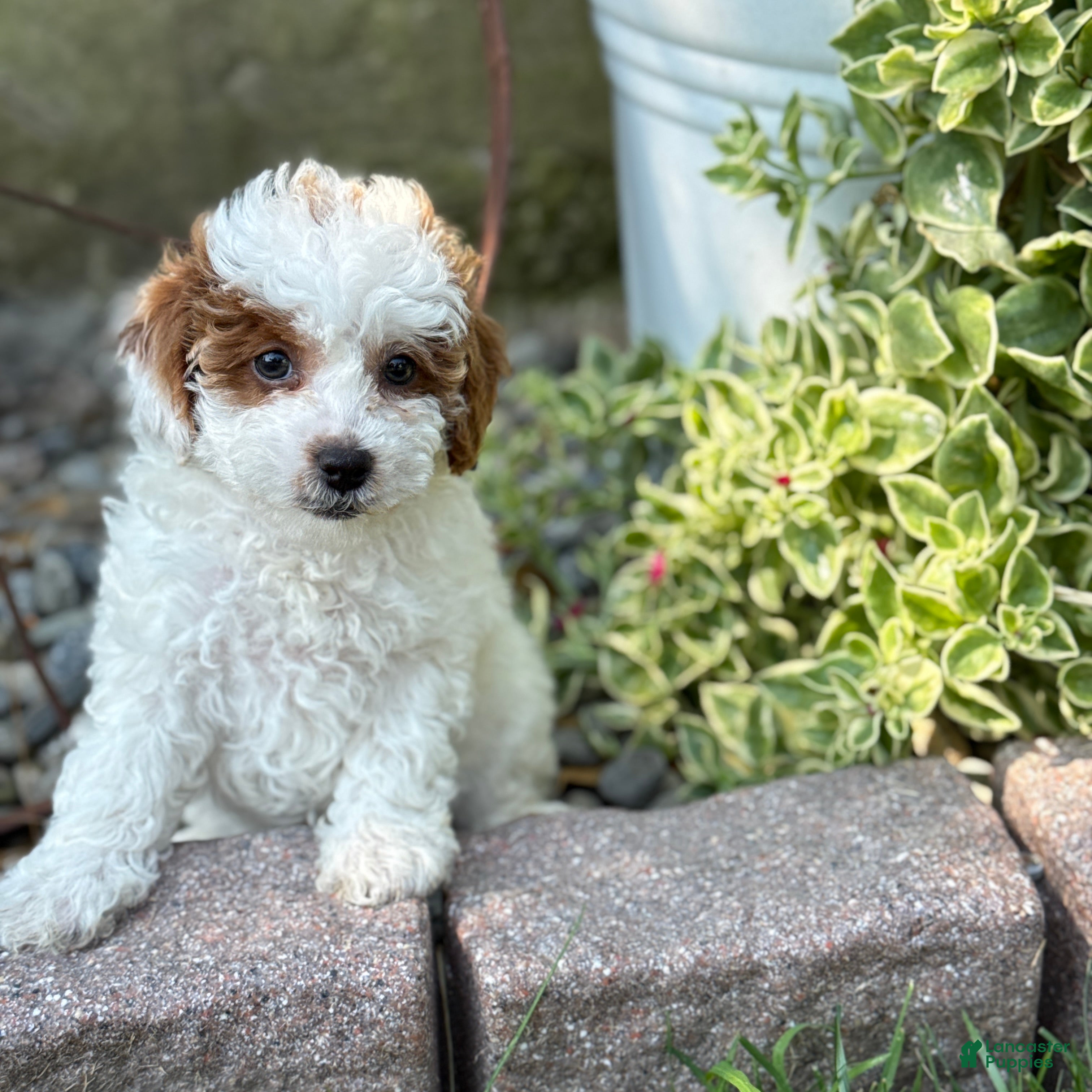 Toy Poodle dogs Taffy - Ad 1
