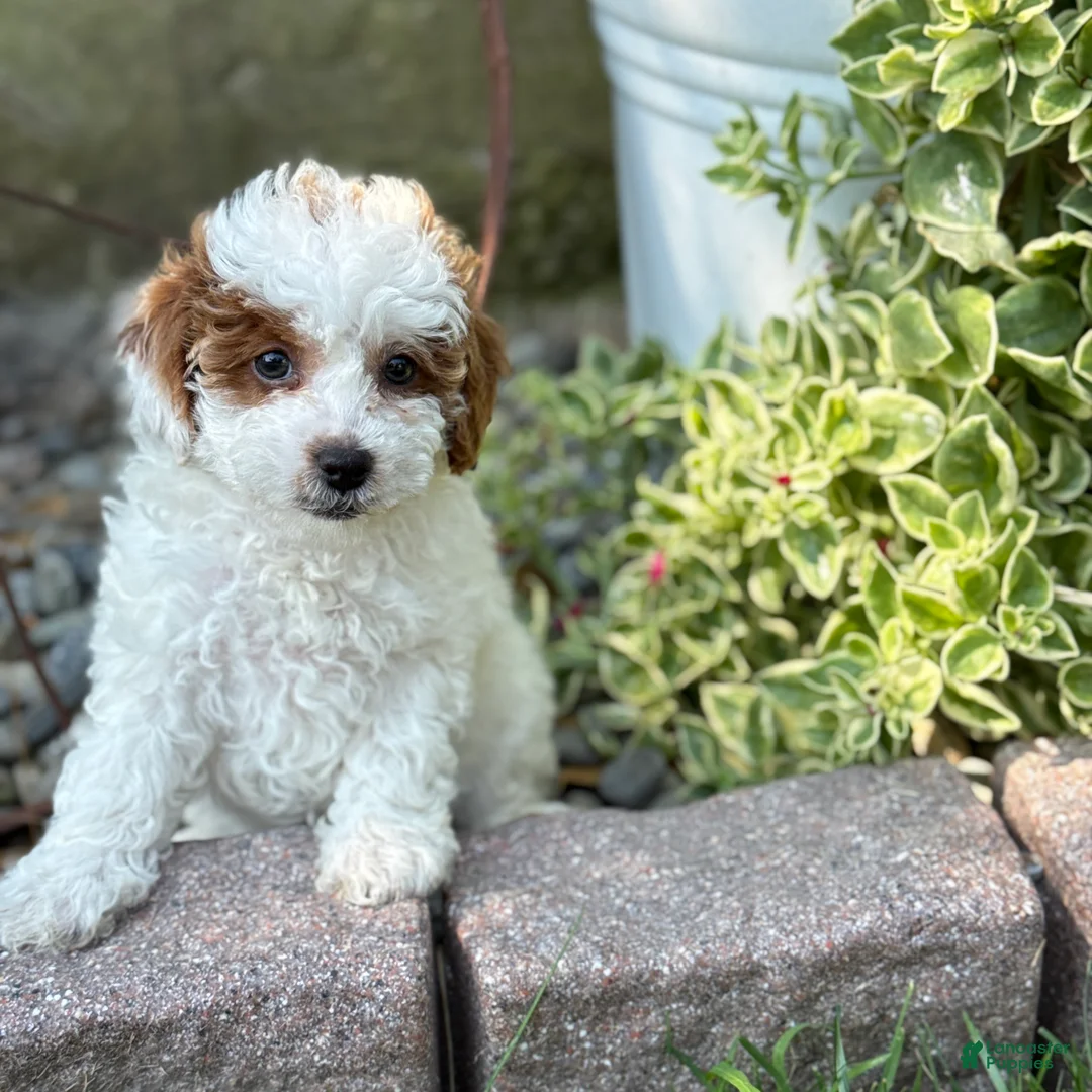 Toy Poodle dogs for sale: Taffy - Ad 1