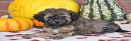 Havapoo dogs for sale: Diego - Ad 3