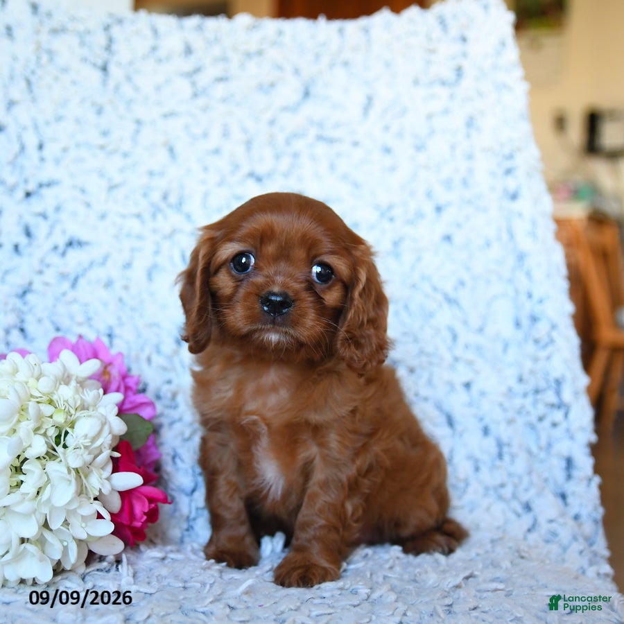 Cavalier King Charles Spaniel dogs for sale: Zinia - Ad 2