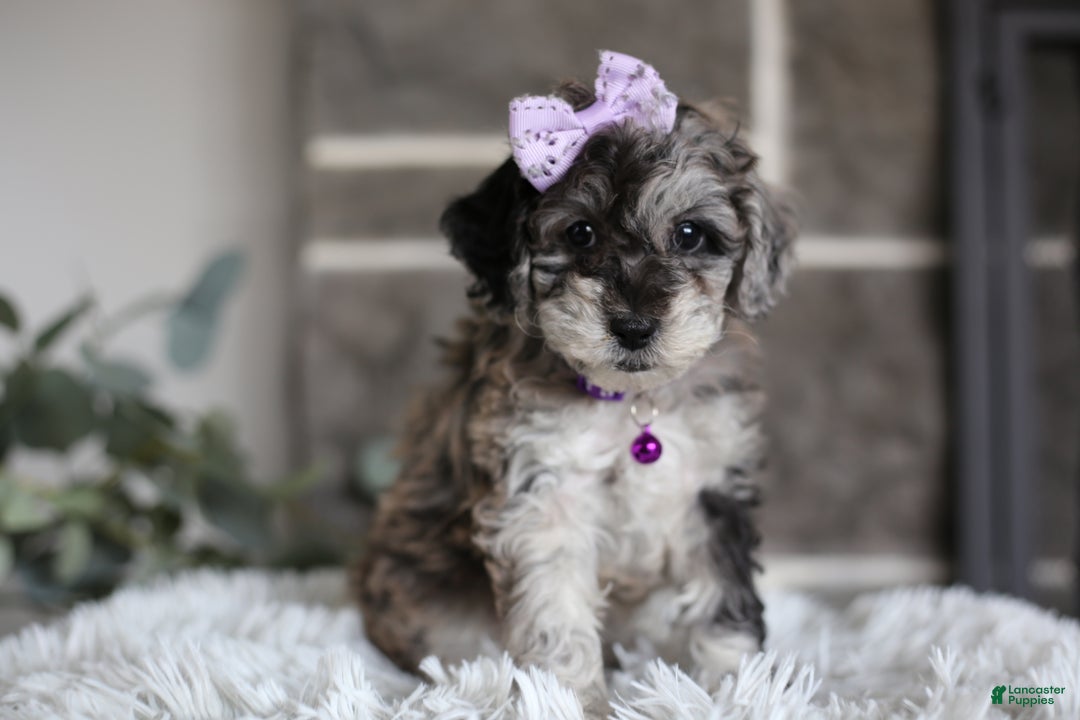 Miniature Poodle dogs for sale: Evie - Ad 14