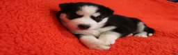Siberian Husky dogs for sale: Nyx - Ad 5