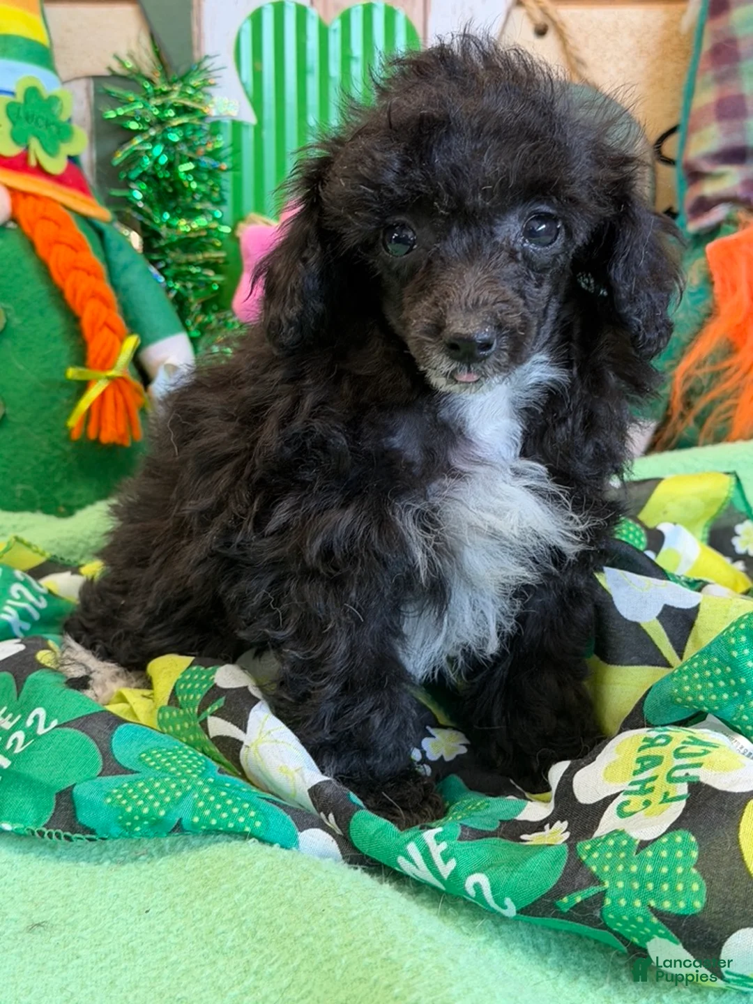 Toy Poodle dogs for sale: Lady - Ad 1