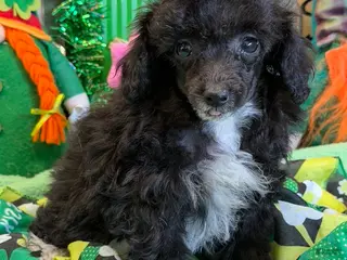 Toy Poodle dogs Lady - Ad 28