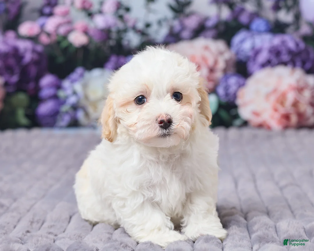 Maltipoo dogs for sale: Cody - Ad 3