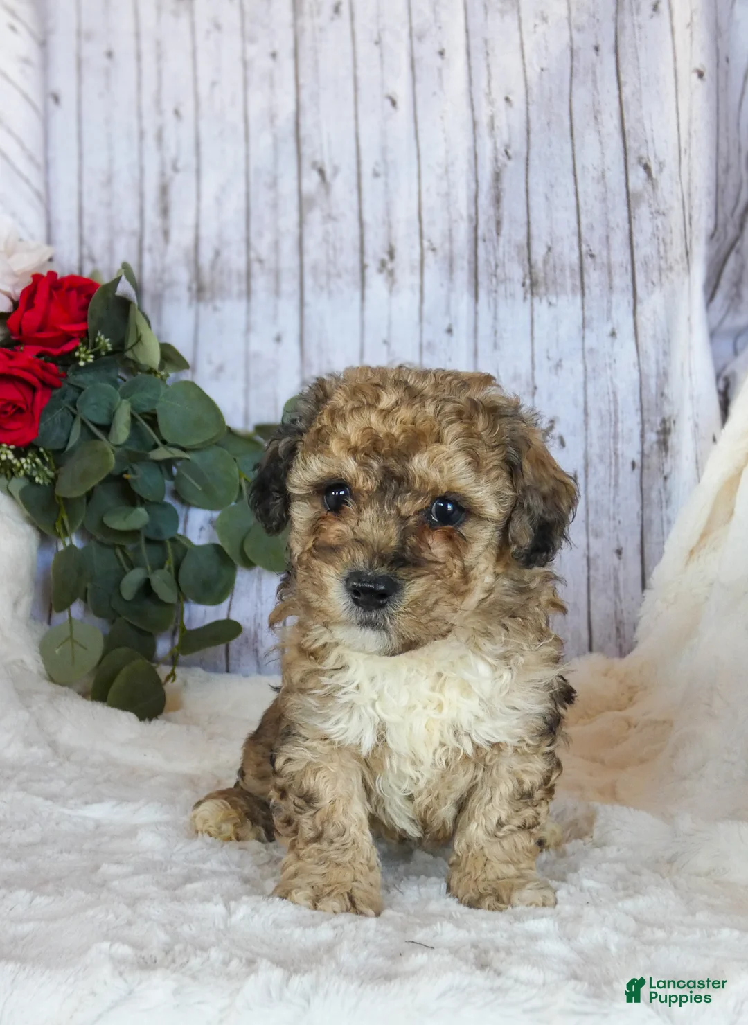 Bichpoo dogs for sale: Charlie - Ad 1