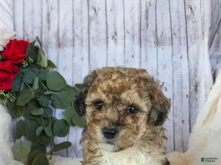 Bichpoo dogs for sale: Charlie - Ad 1