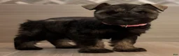 Miniature Schnauzer dogs for sale: Jessie - Ad 5