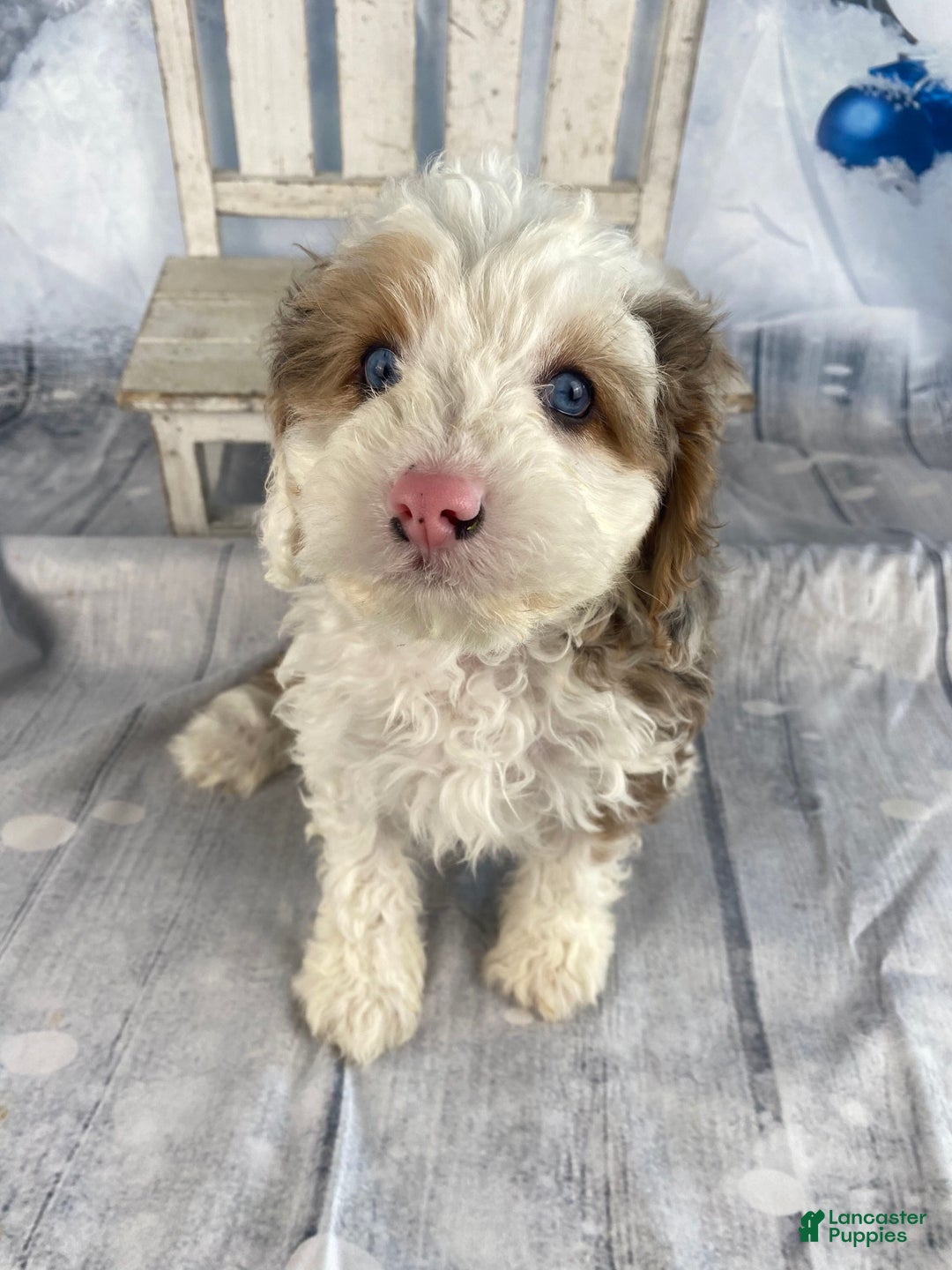 Cavapoo dogs for sale: Blue - Ad 1