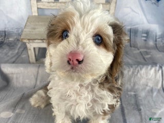 Cavapoo dogs Blue - Ad 10