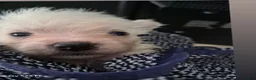 Mixed Breed dogs for sale: Mixed Breed 1 - Ad 2