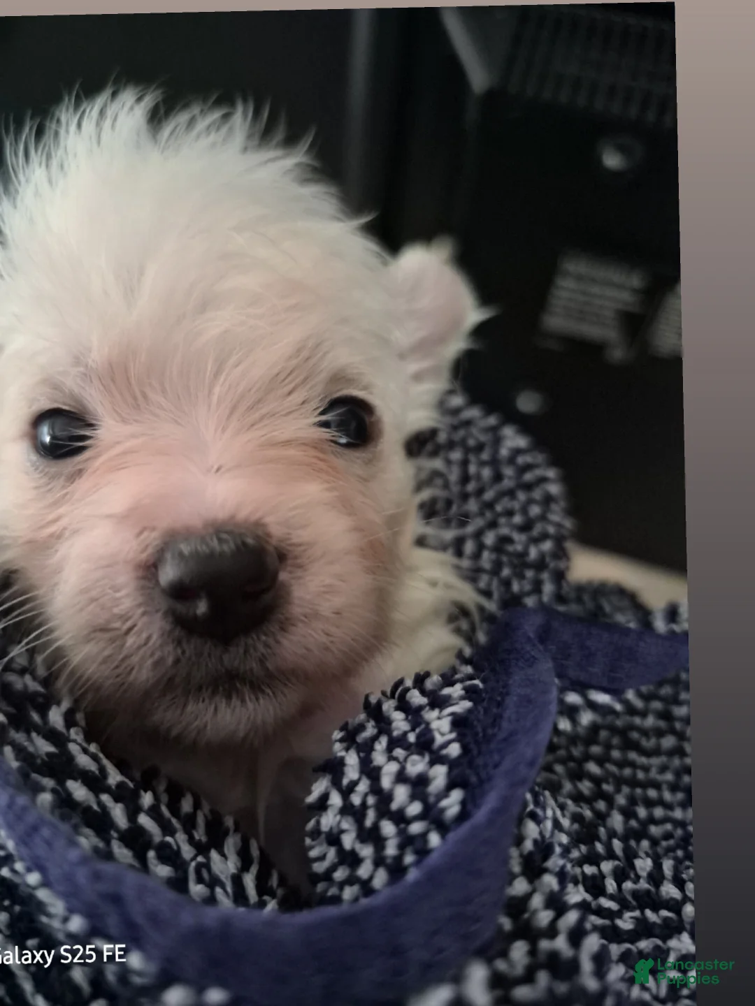 Mixed Breed dogs for sale: Mixed Breed 1 - Ad 2