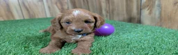 Cavapoo dogs for sale: Sadie Girl 1  - Ad 2