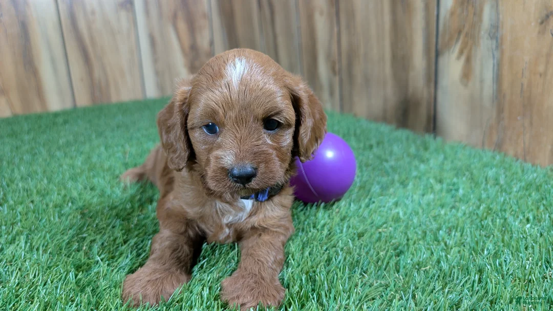Cavapoo dogs for sale: Sadie Girl 1  - Ad 2