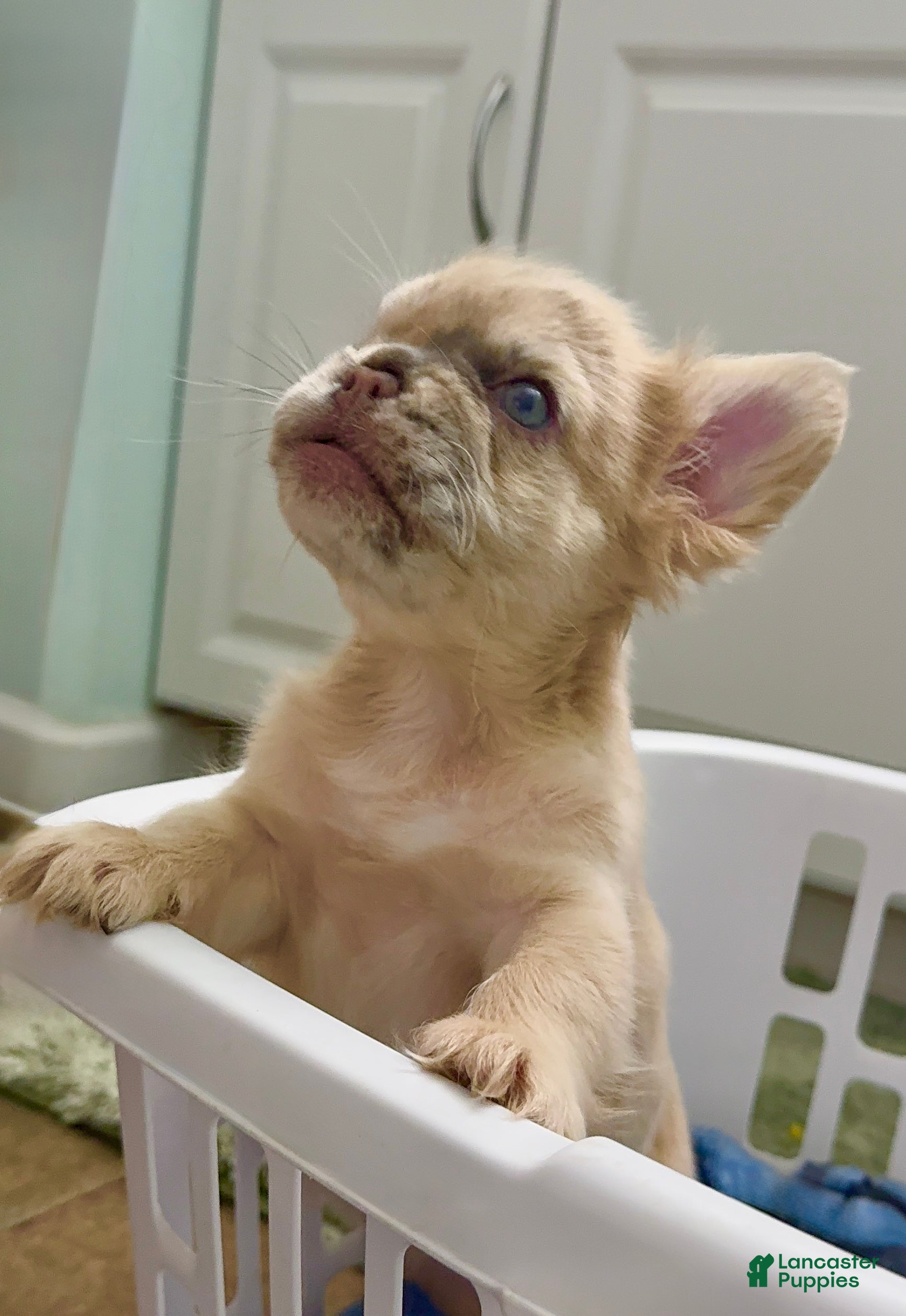 French Bulldog dogs French Bulldog 1 - Ad 40