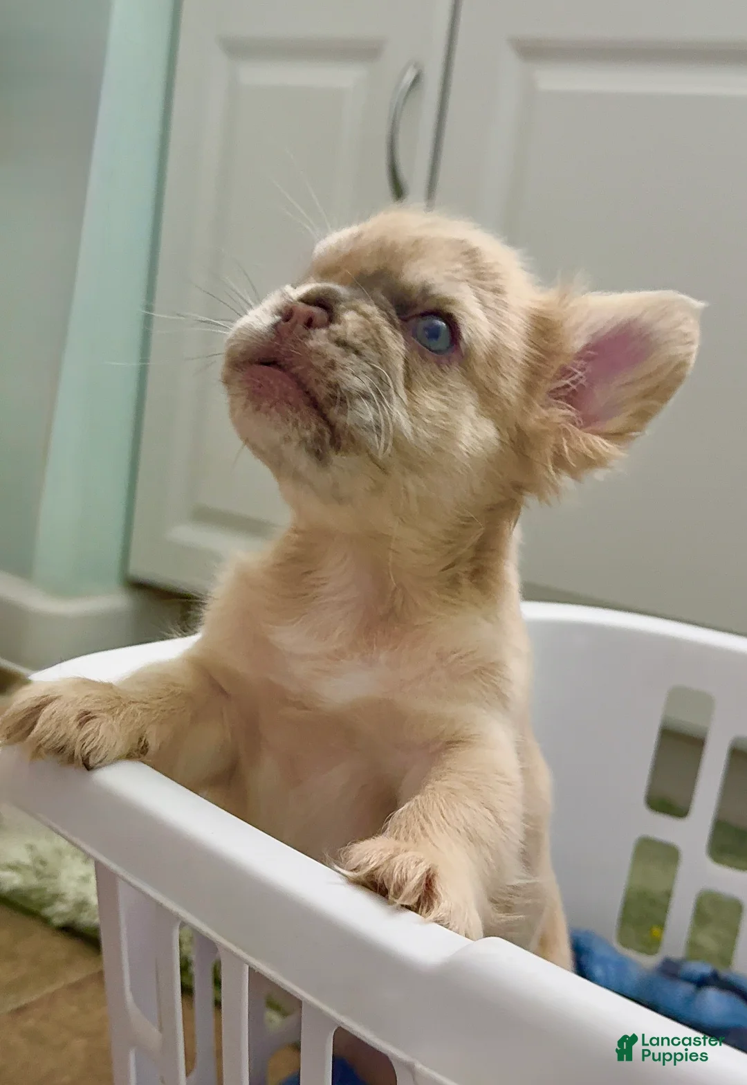 French Bulldog dogs for sale: French Bulldog 1 - Ad 1
