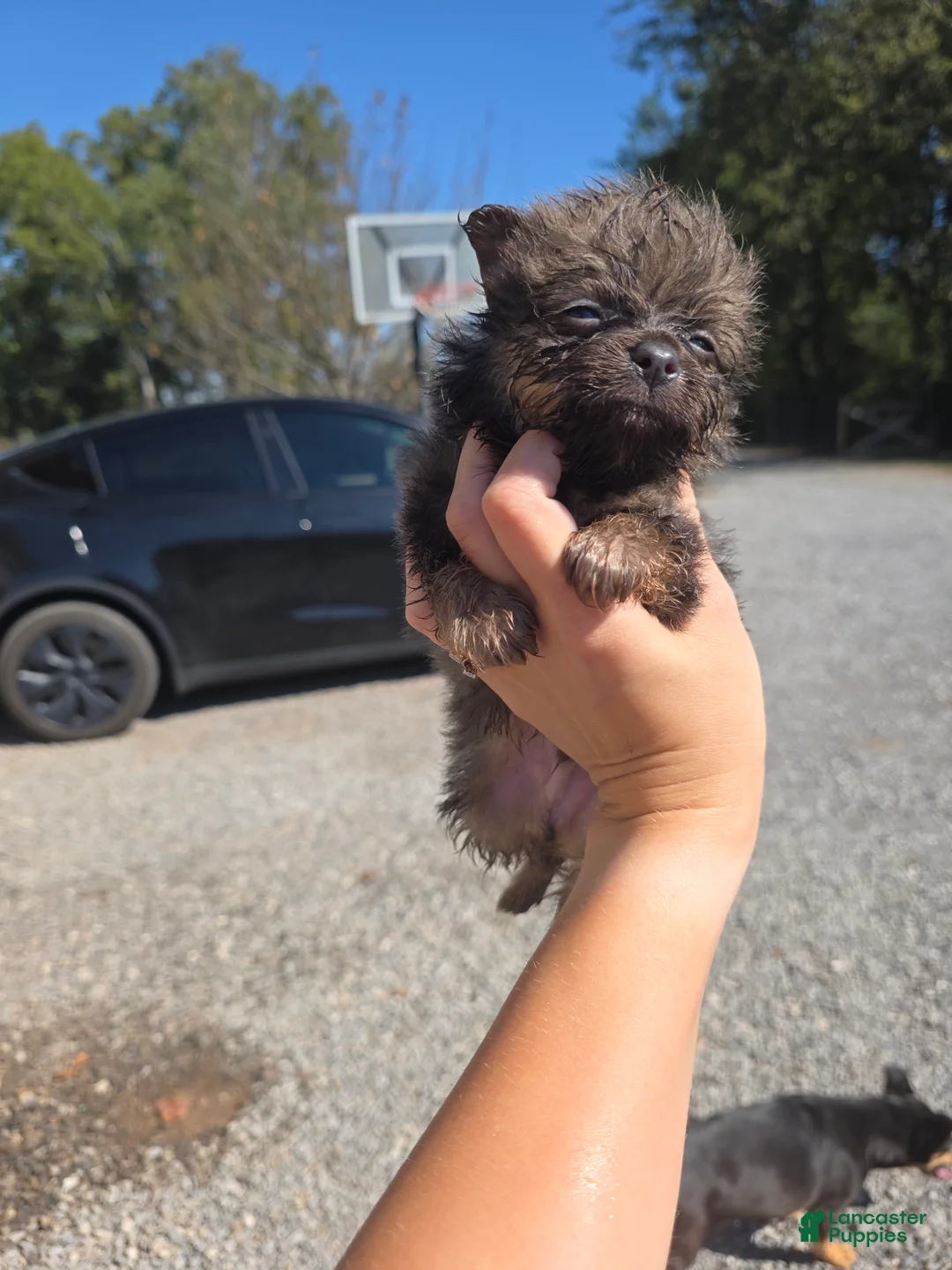 Pomeranian dogs for sale: Toby - Ad 1