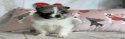 Pomeranian dogs for sale: Cupid blue eye  - Ad 4