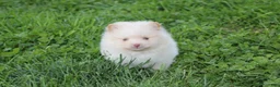 Pomeranian dogs for sale: Teddy  - Ad 6