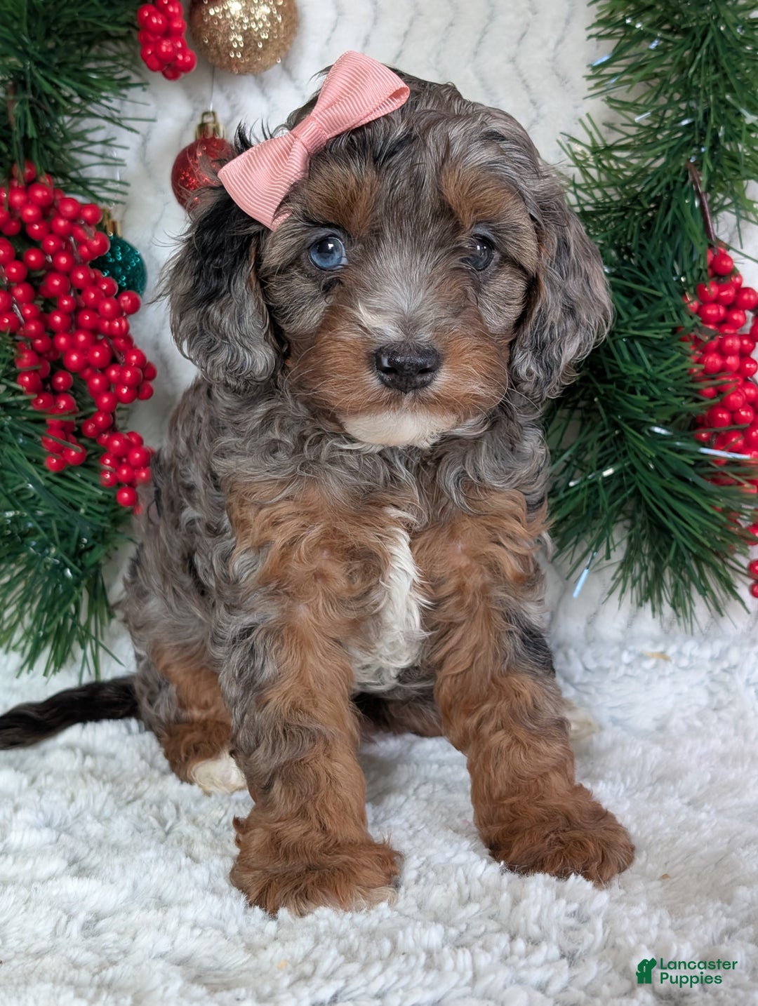 Cavapoo dogs for sale: Abby  - Ad 18